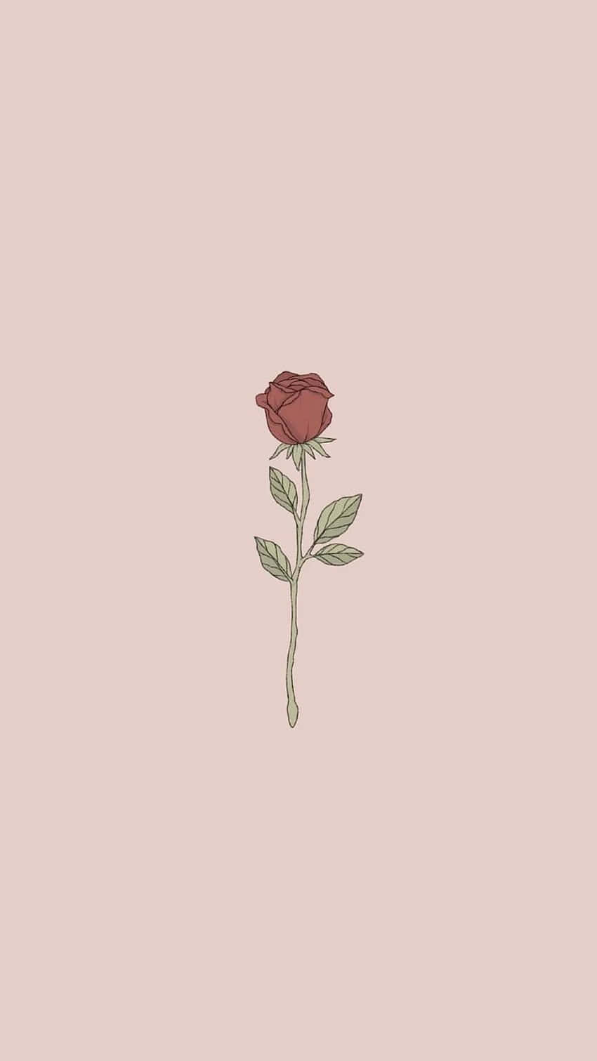 A beautiful and delicate Cute Rose. Wallpaper