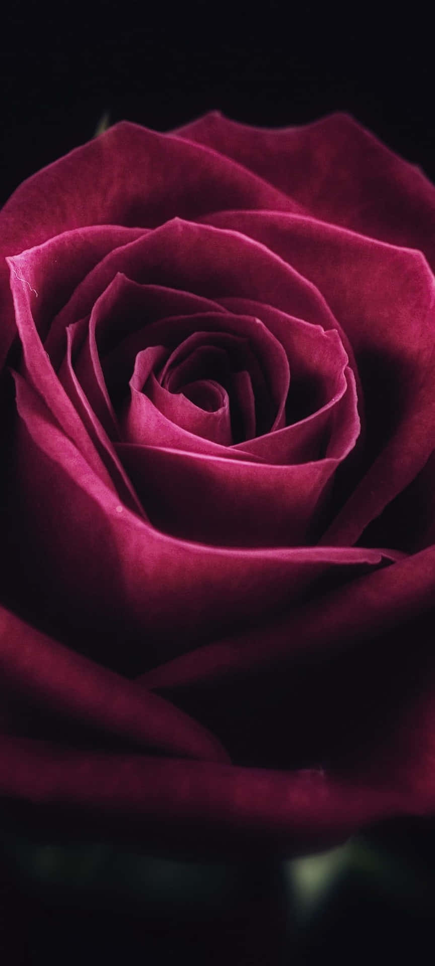 Unhermoso Ramo De Rosas Lindas, Vibrantes Y Fragantes. Fondo de pantalla
