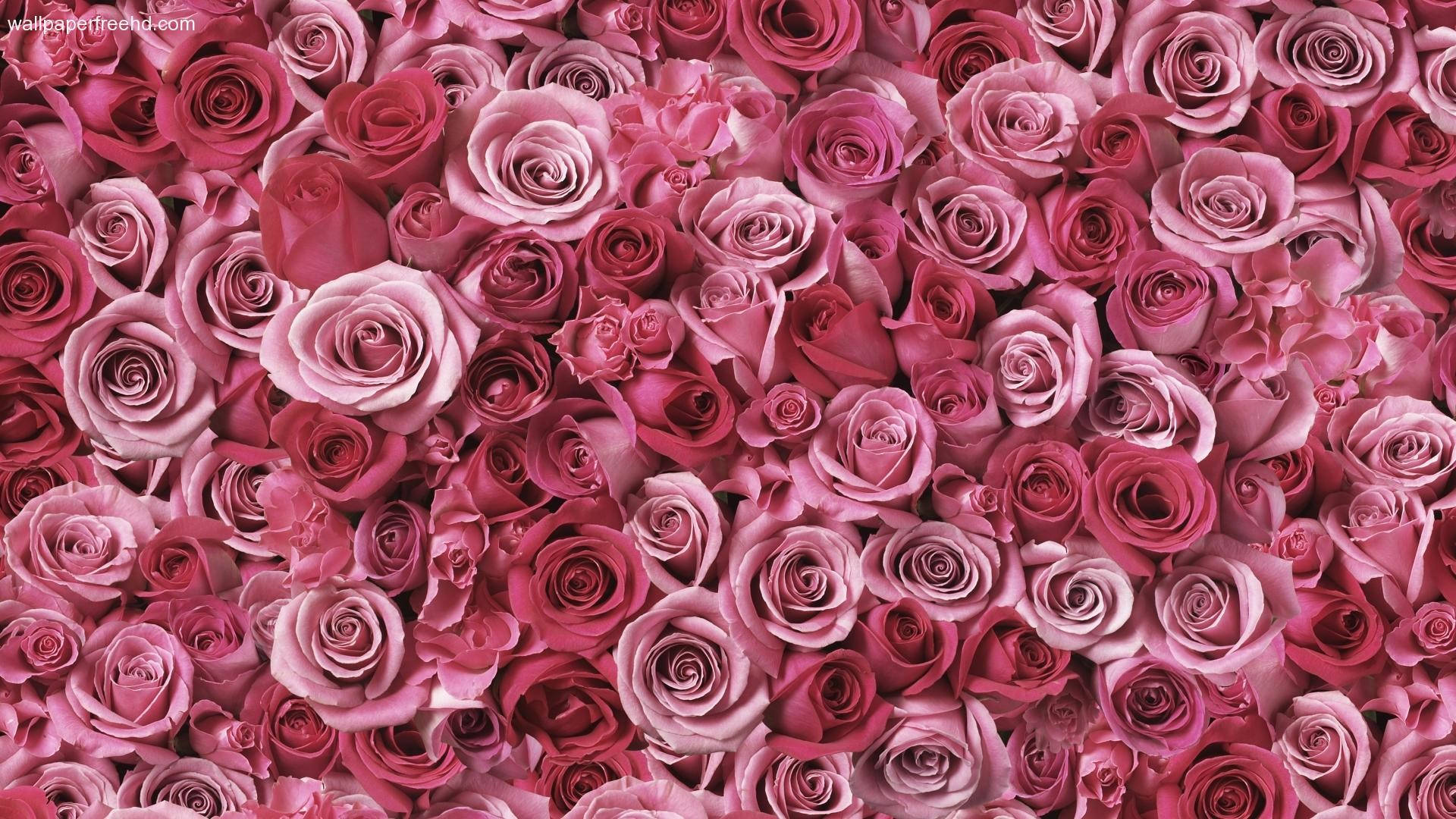 Floreslindas De Oro Rosa Fondo de pantalla