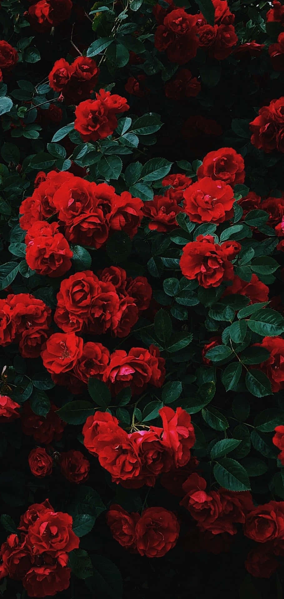 Liebeliegt In Der Luft Mit Dieser Großen Und Schönen Niedlichen Rose. Wallpaper