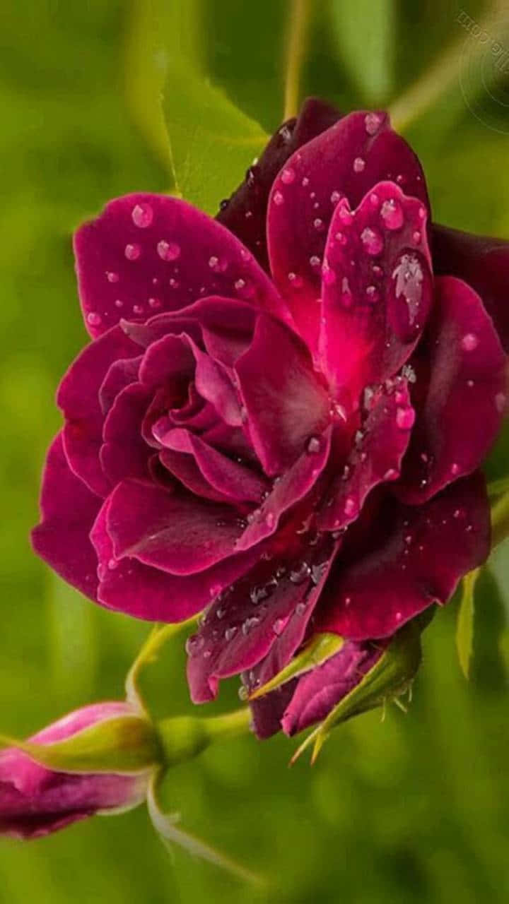 A Beautiful Cute Rose Blooming in a Field Wallpaper
