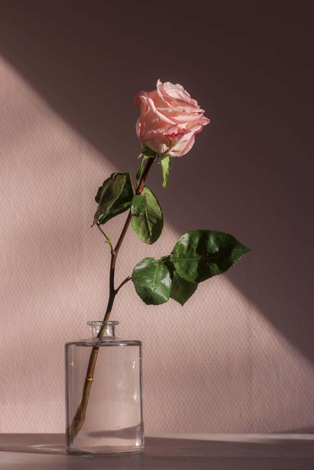 Unahermosa Rosa Rosa En Plena Floración. Fondo de pantalla