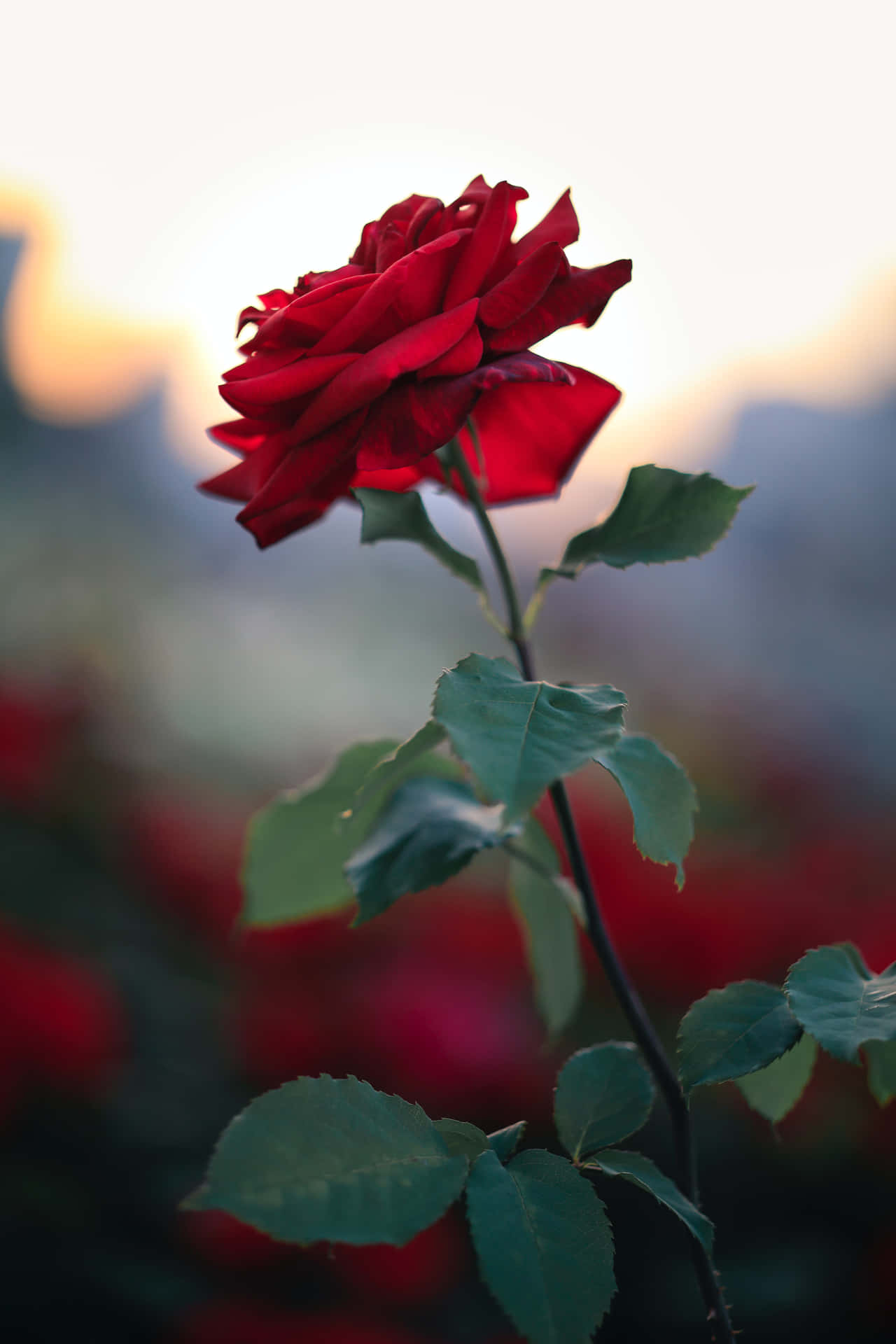 A Bright and Fragrant Cute Rose Wallpaper