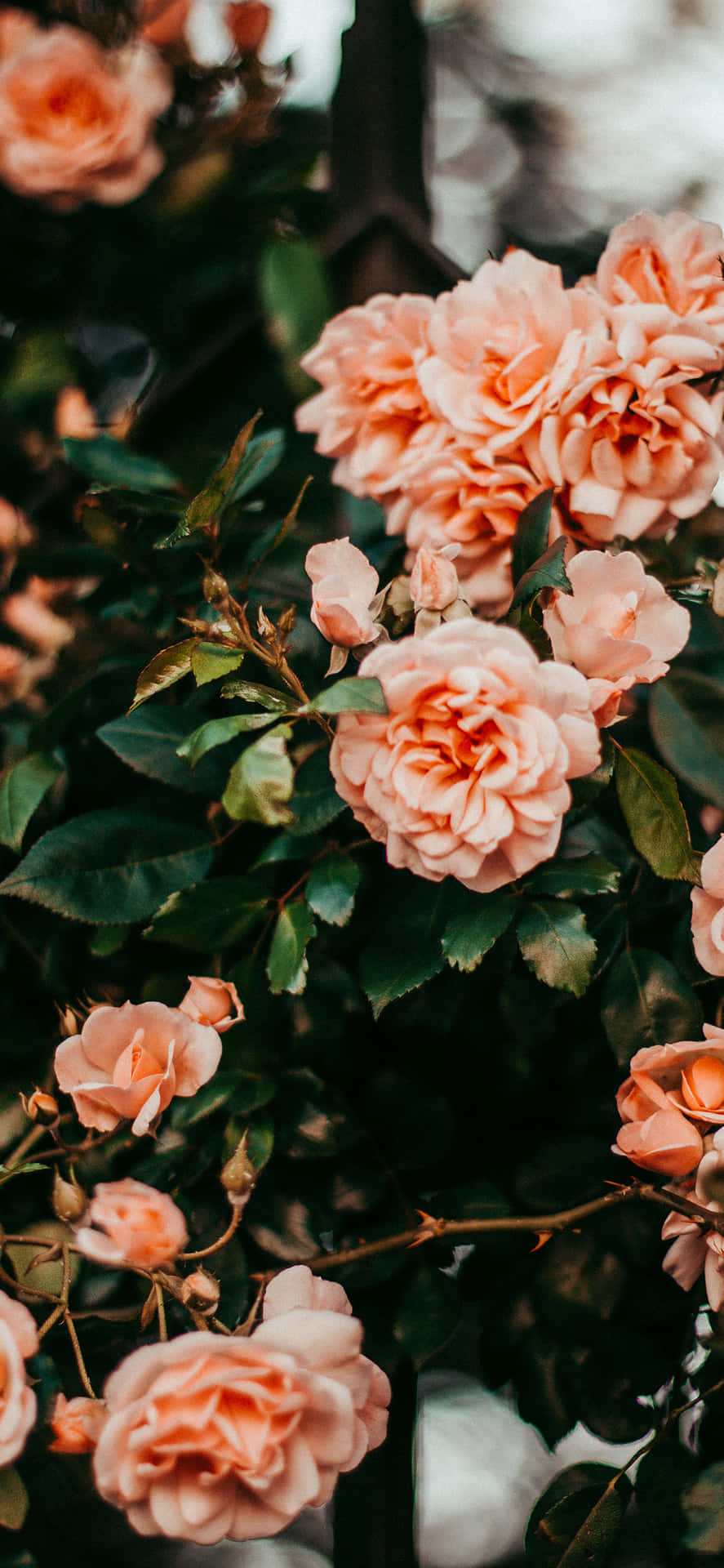 Unasola Rosa Rosa Brillante Irradia Calidez Y Belleza. Fondo de pantalla