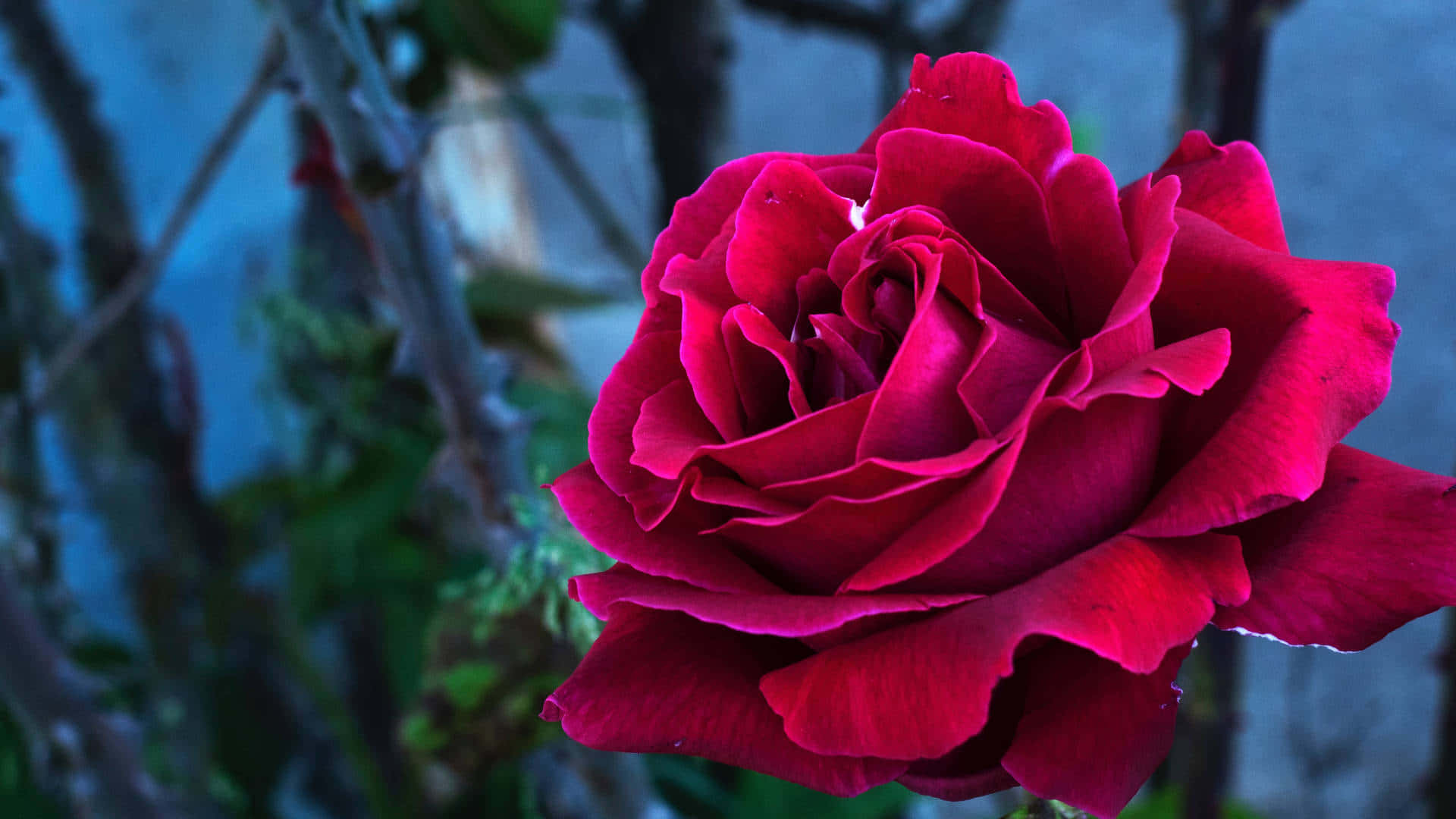 A beautiful, vibrant red rose Wallpaper
