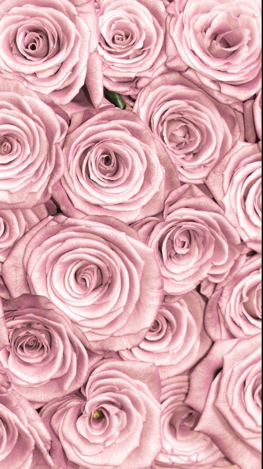 Einezarte Rosa Rose, Zusammengesetzt Aus Pulsierenden Schichten Von Blütenblättern Um Ein Lebendiges Gelbes Zentrum. Wallpaper