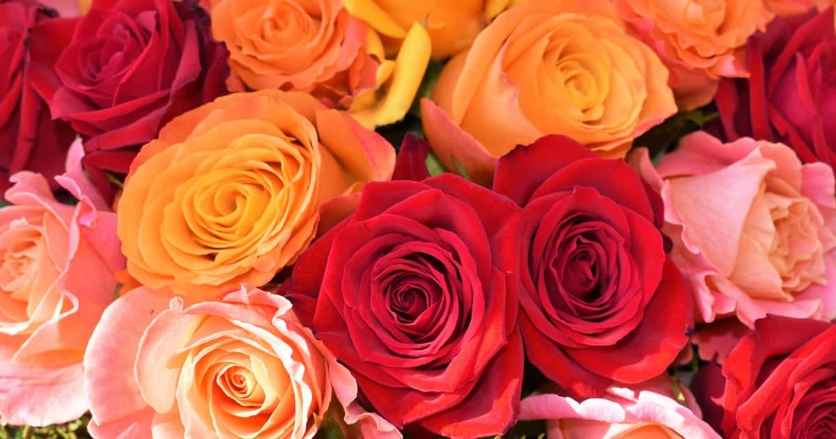 1,900+ Orange Rose And Rain Stock Photos, Pictures & Royalty-Free Images -  iStock