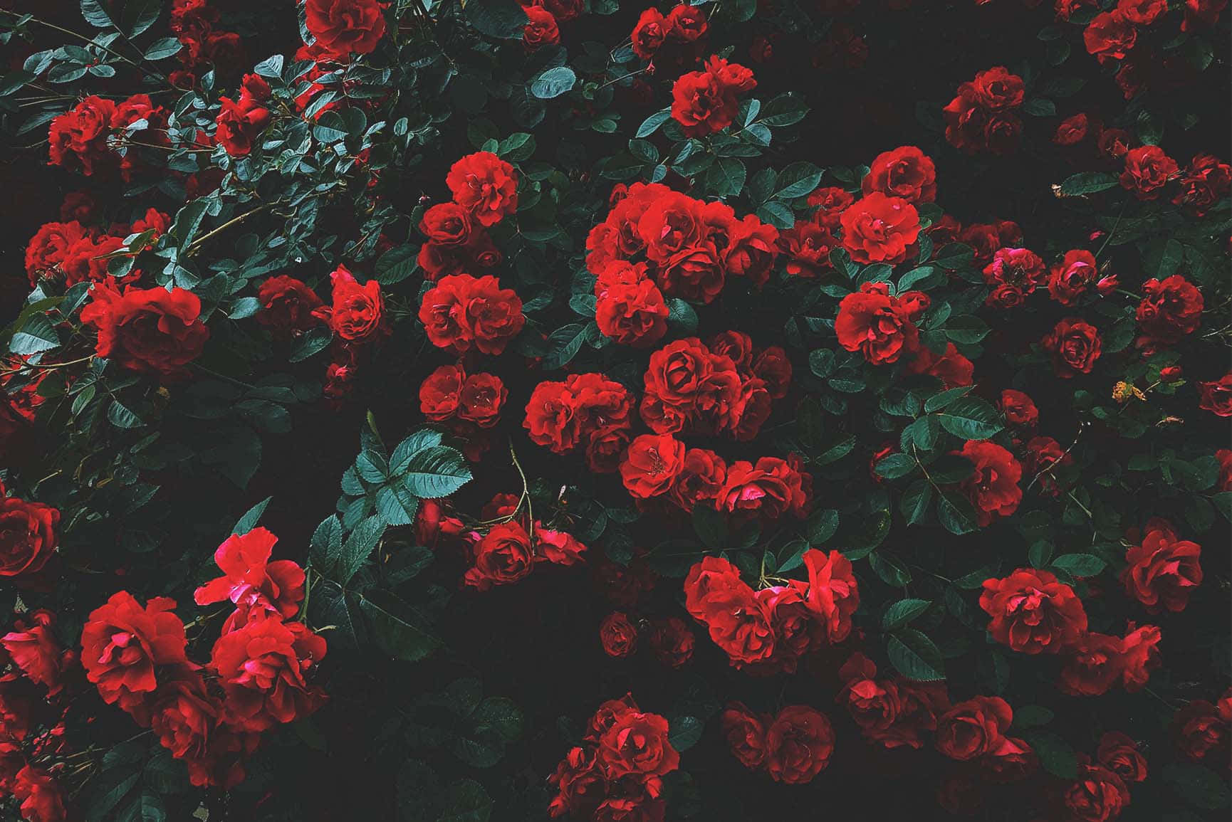 Blomstrende med Ærbødighed | En Sød Rose Wallpaper