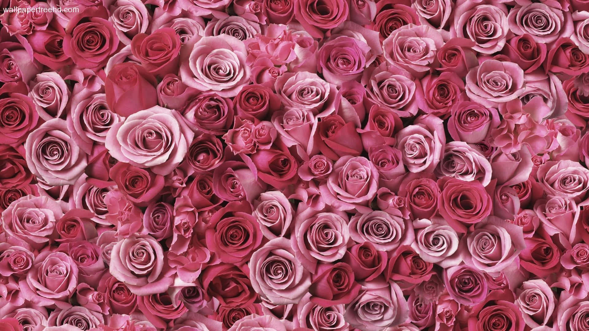 Einewunderschöne Rote Rose, Symbolisiert Bedingungslose Liebe Und Schönheit. Wallpaper