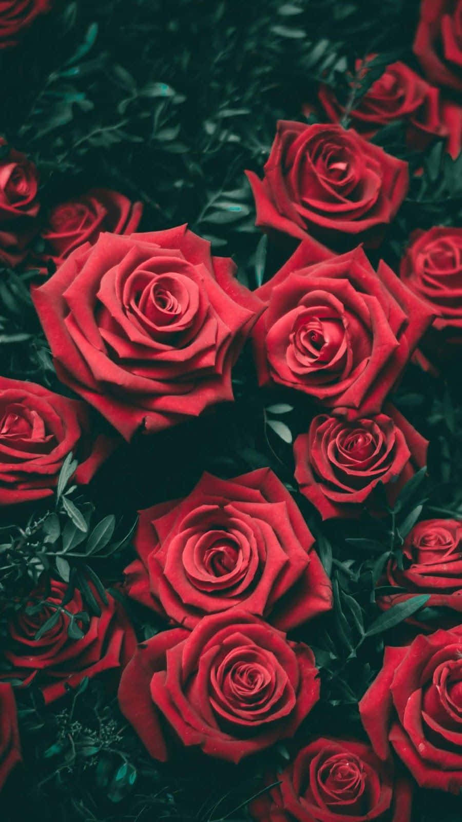 A hint of beauty to brighten up your day Wallpaper
