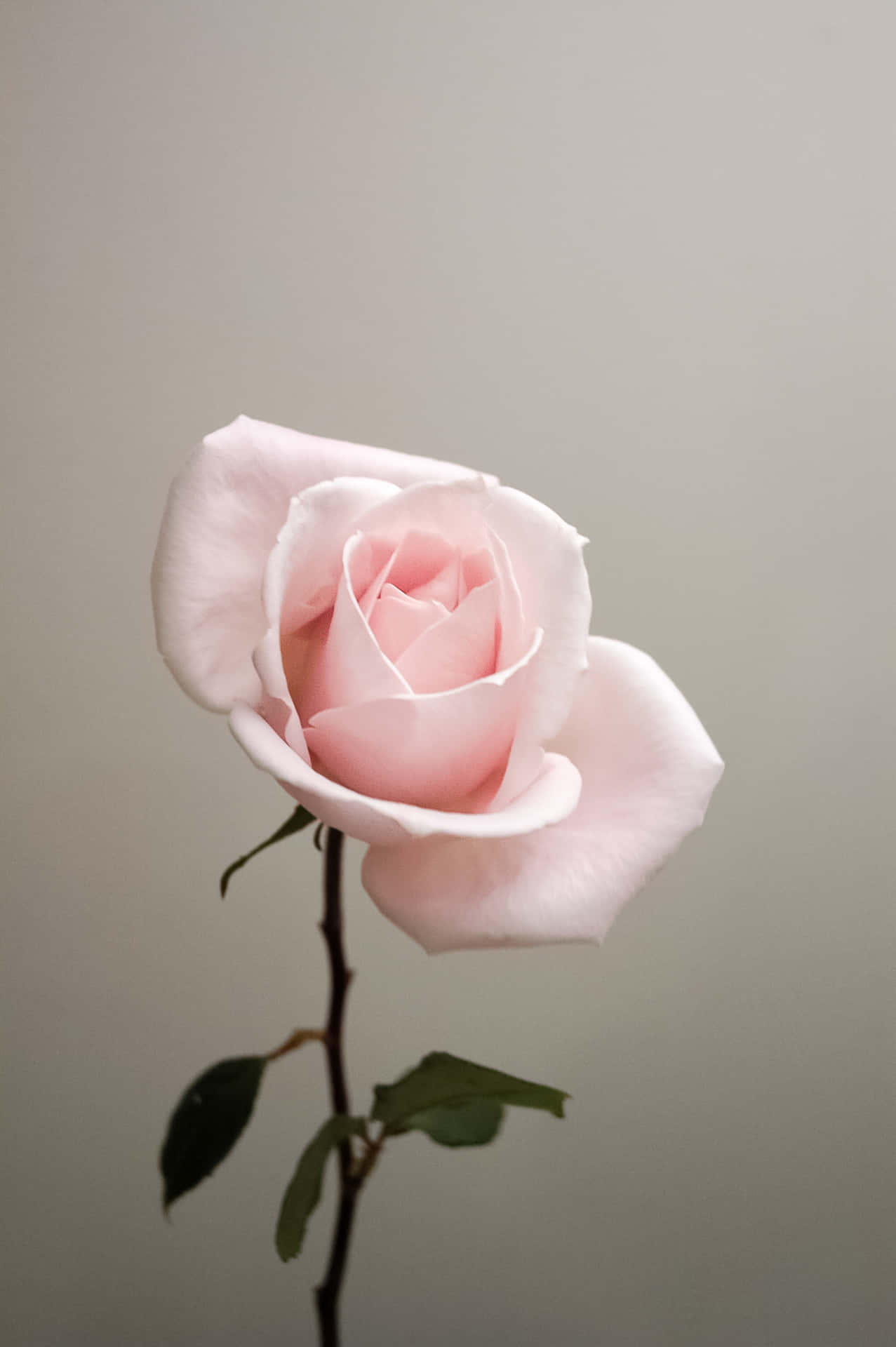 The beauty of the Cute Rose Wallpaper