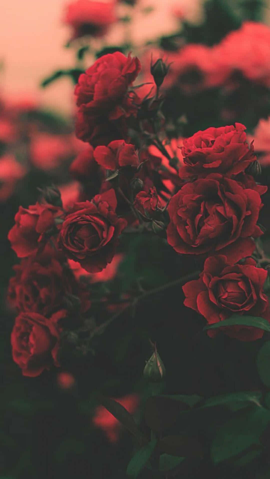 En smuk rose til at lyse op din dag. Wallpaper