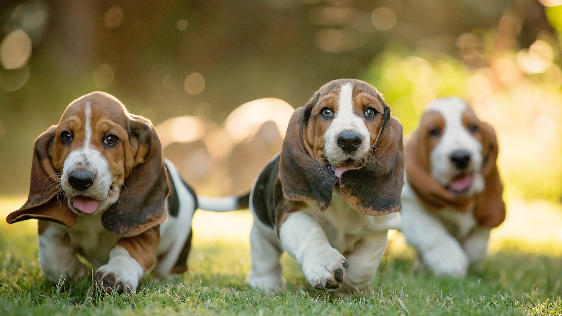 Cute Running Basset Hound Dogs Background