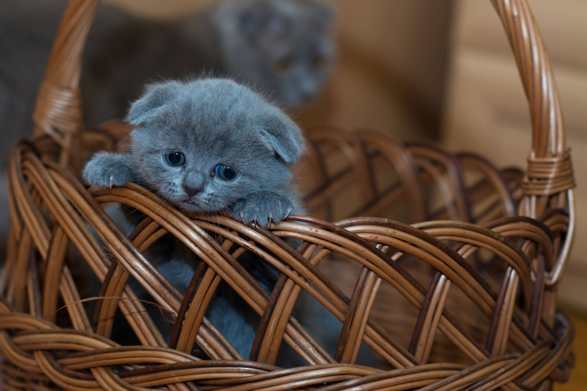 Cute Sad Kitten