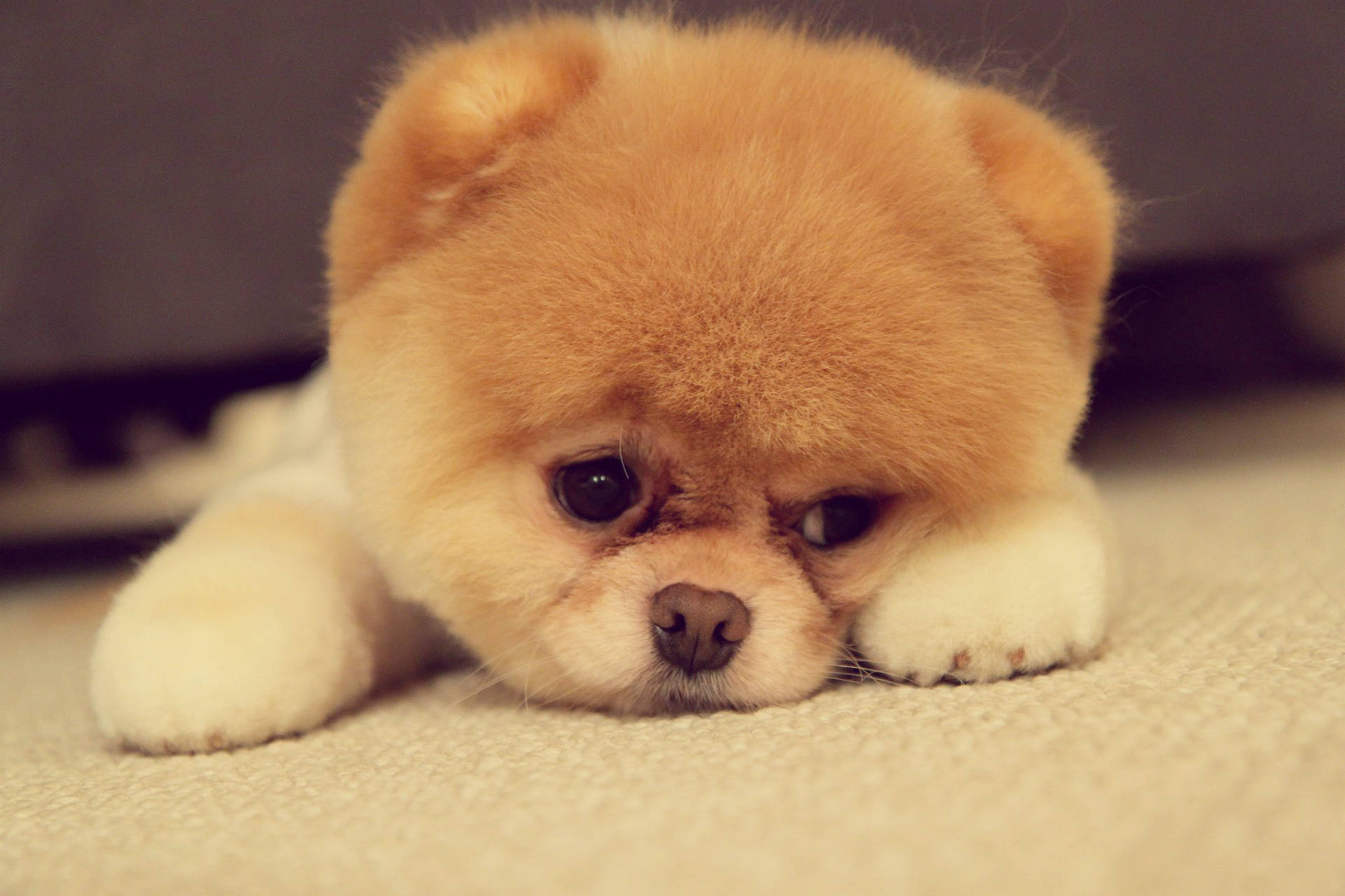 Cute Sad Pomeranian Puppy