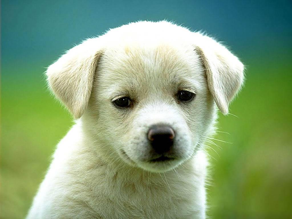 Cute sad white puppy dog with droopy eyes wallpaper