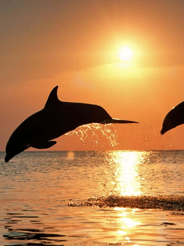 Two Dolphins Jumping Out Of The Water At Sunset Wallpaper