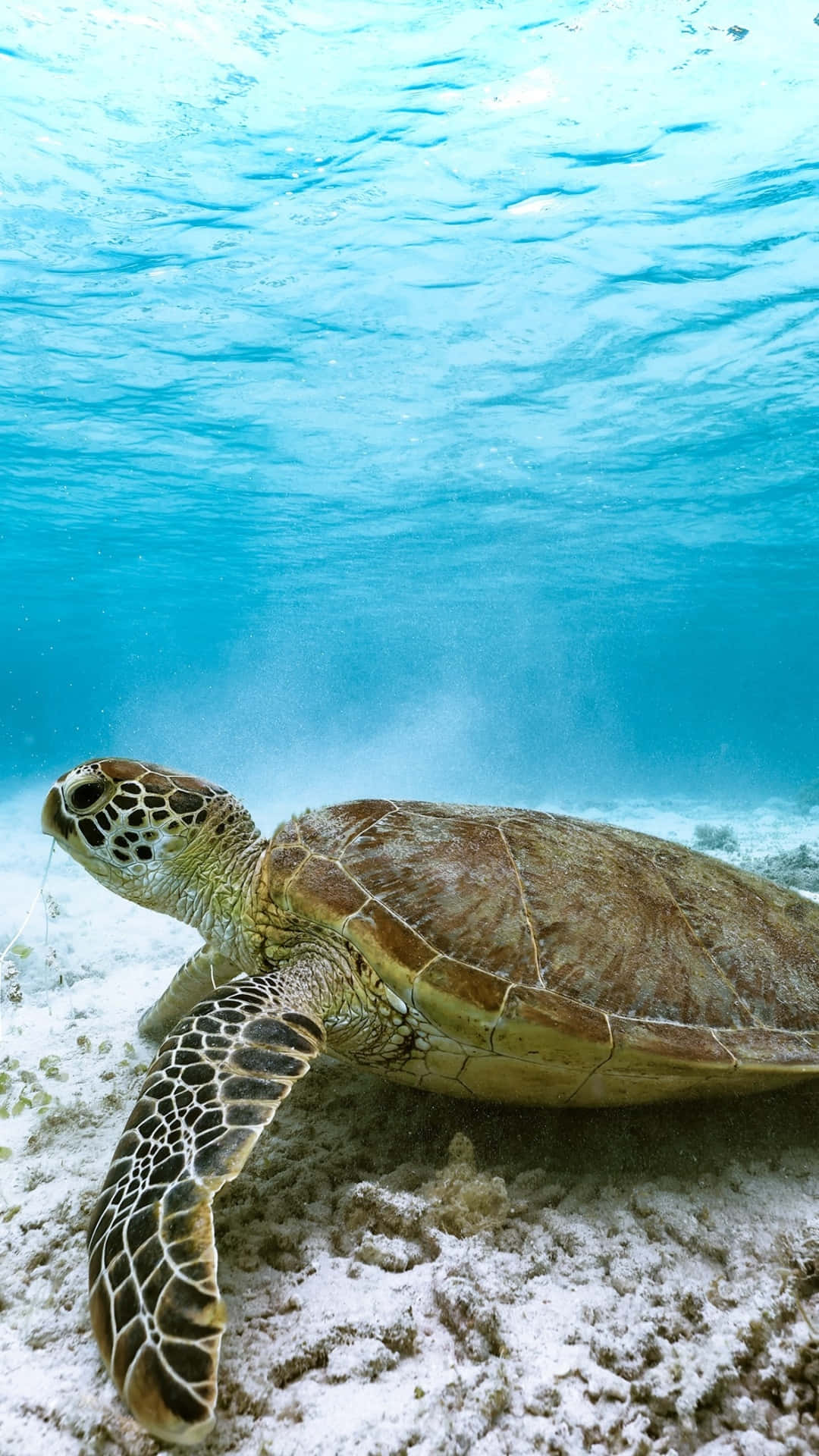 A Green Turtle Swimming Under The Water Wallpaper