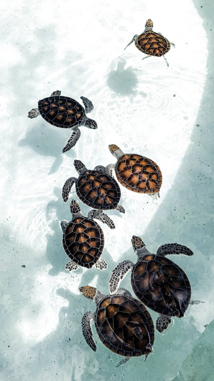 Cute Sea Turtles Art iPhone Wallpaper