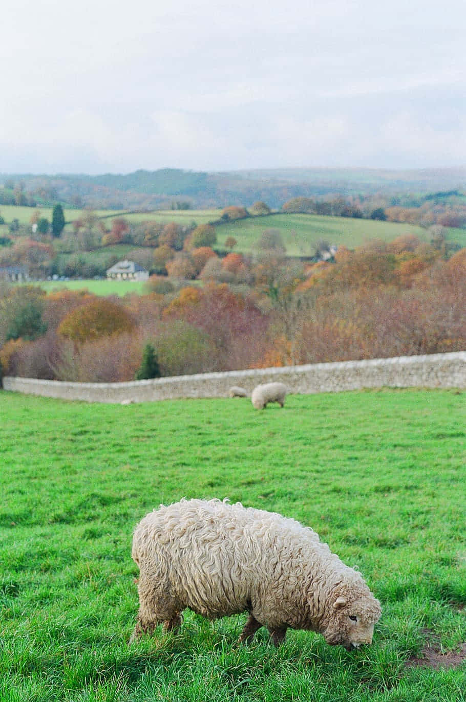 Cute Sheep In The Countryside Background