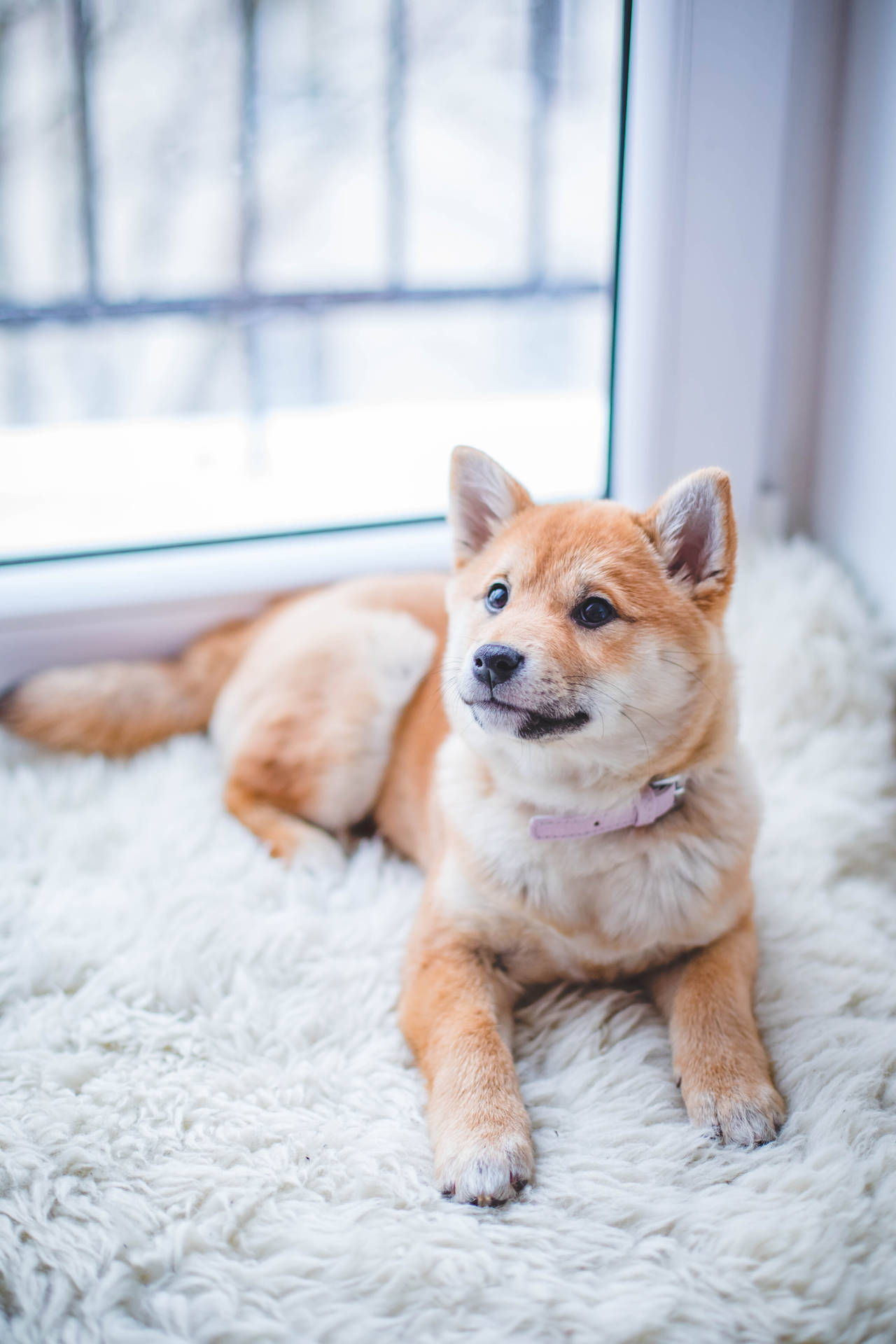 Cute Shiba Inu Dog Background