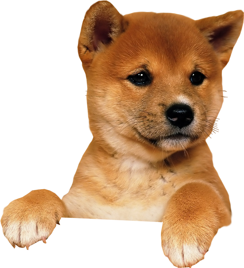 Cute Shiba Inu Puppy PNG