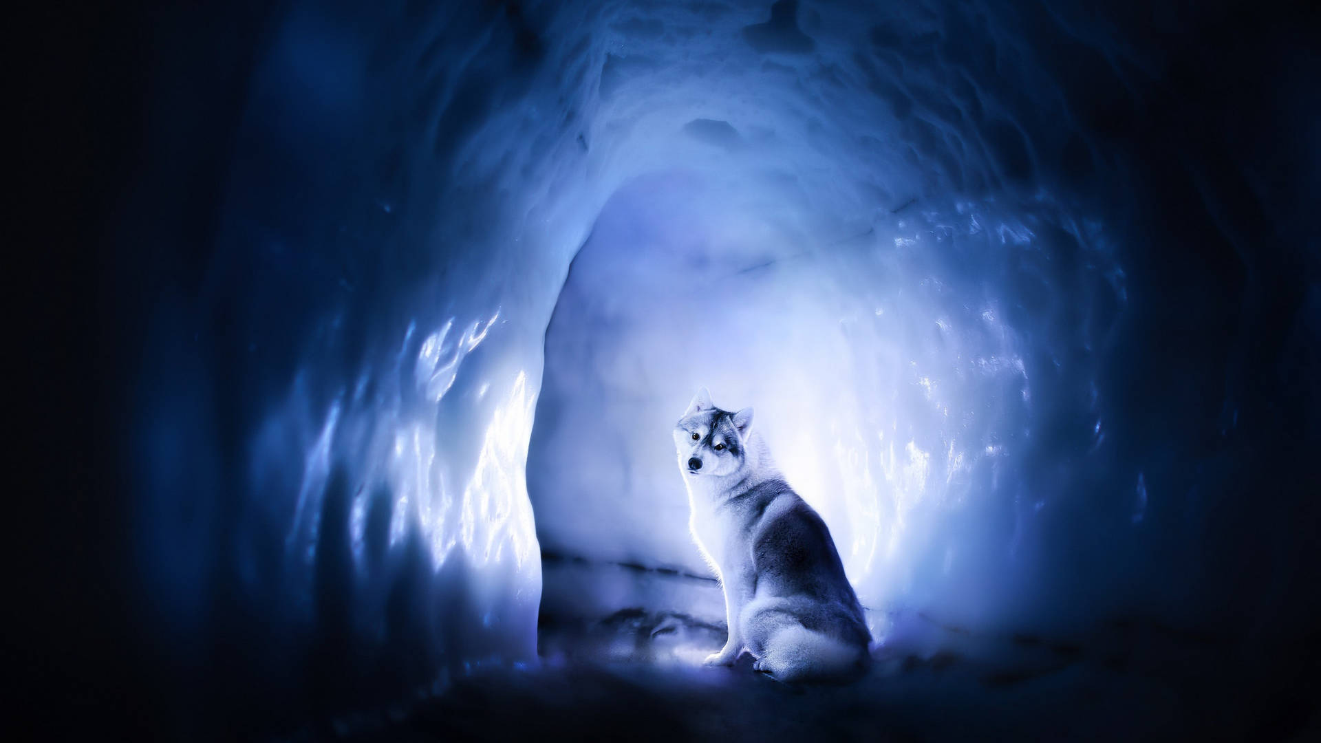 Cute Siberian Husky Dog In Cave Background