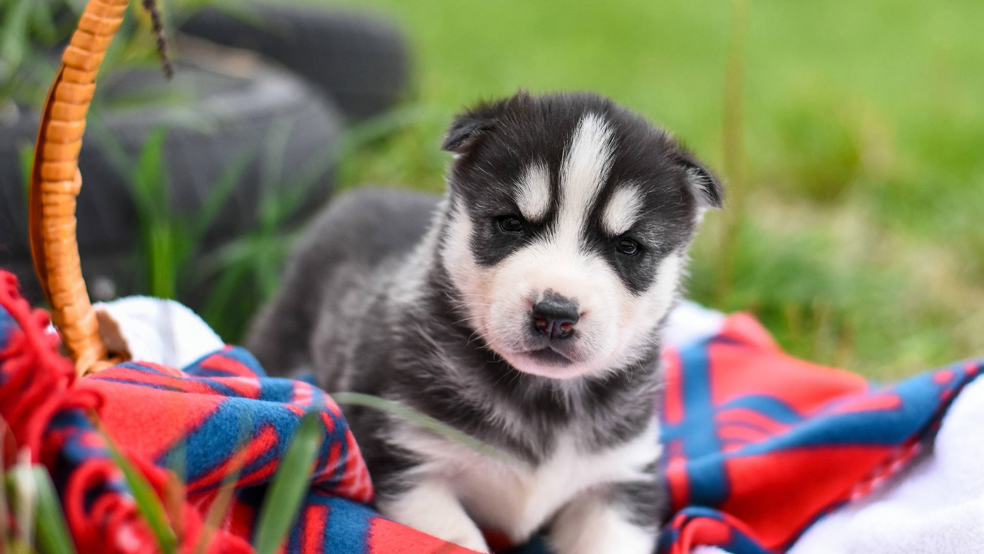 Cute Siberian Husky Puppy Dog Picnic Background