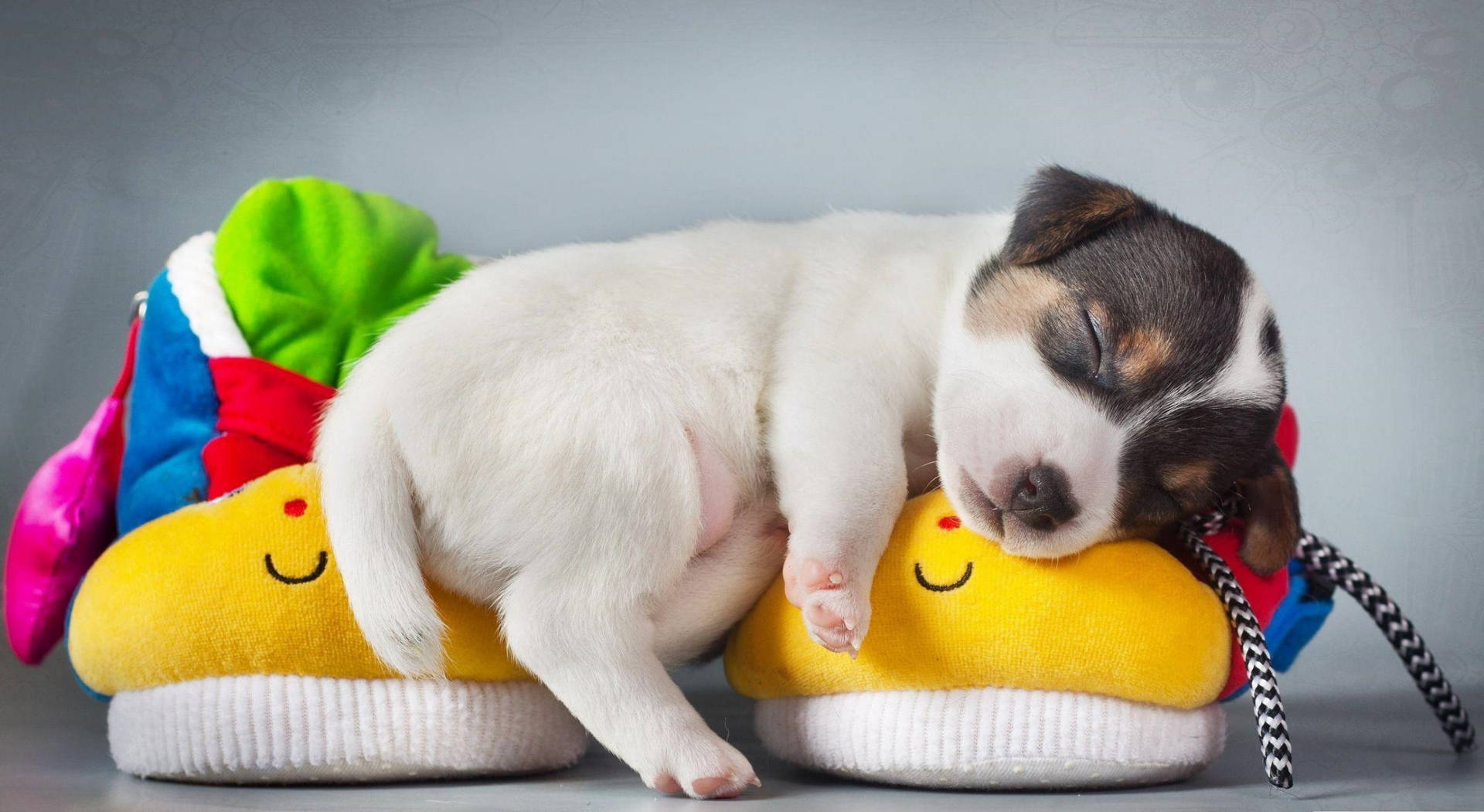 Cute Sleeping Baby Dog With Pillow Toys Background