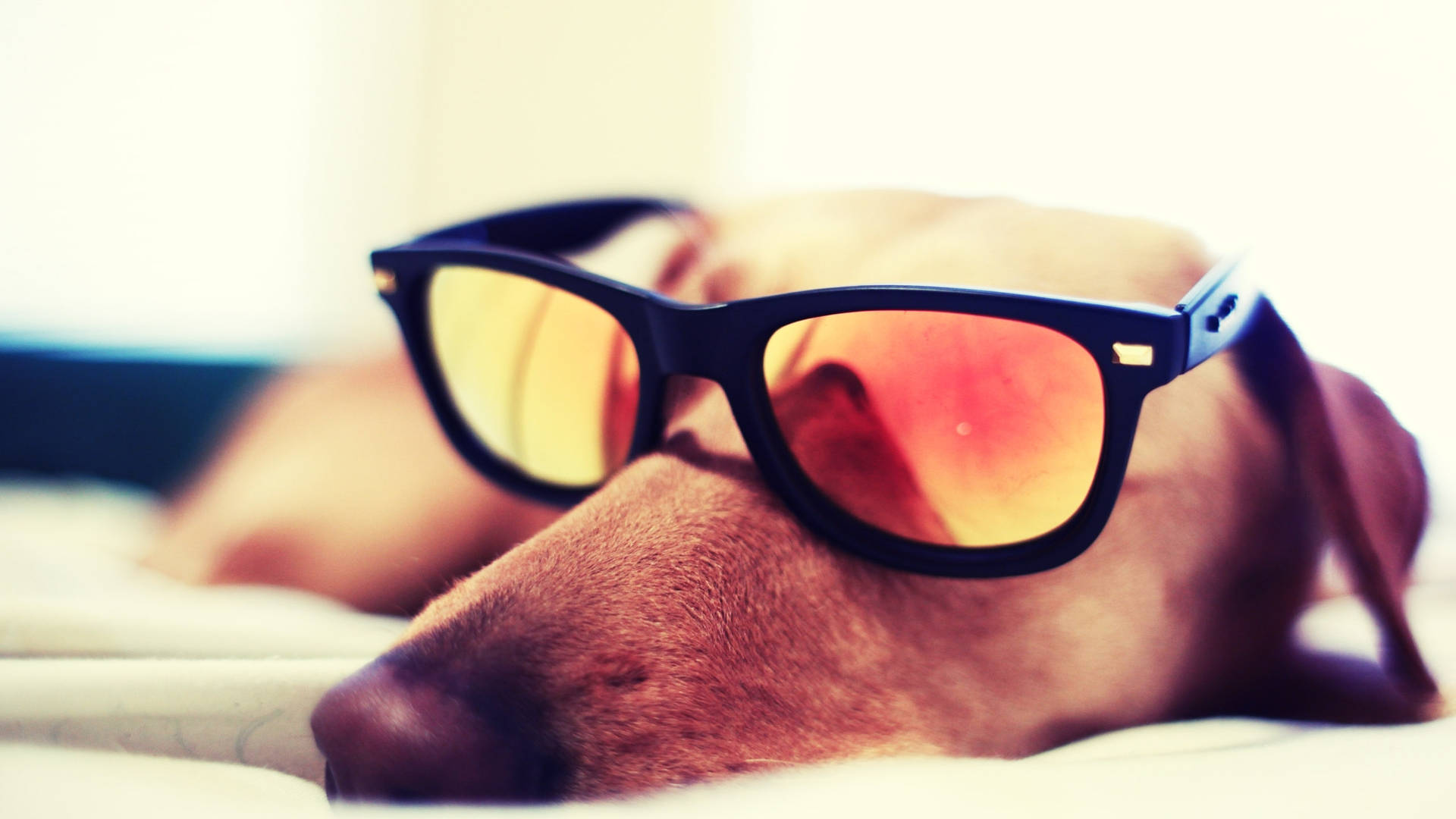 Cute Sleeping Dog With Sunglasses Background