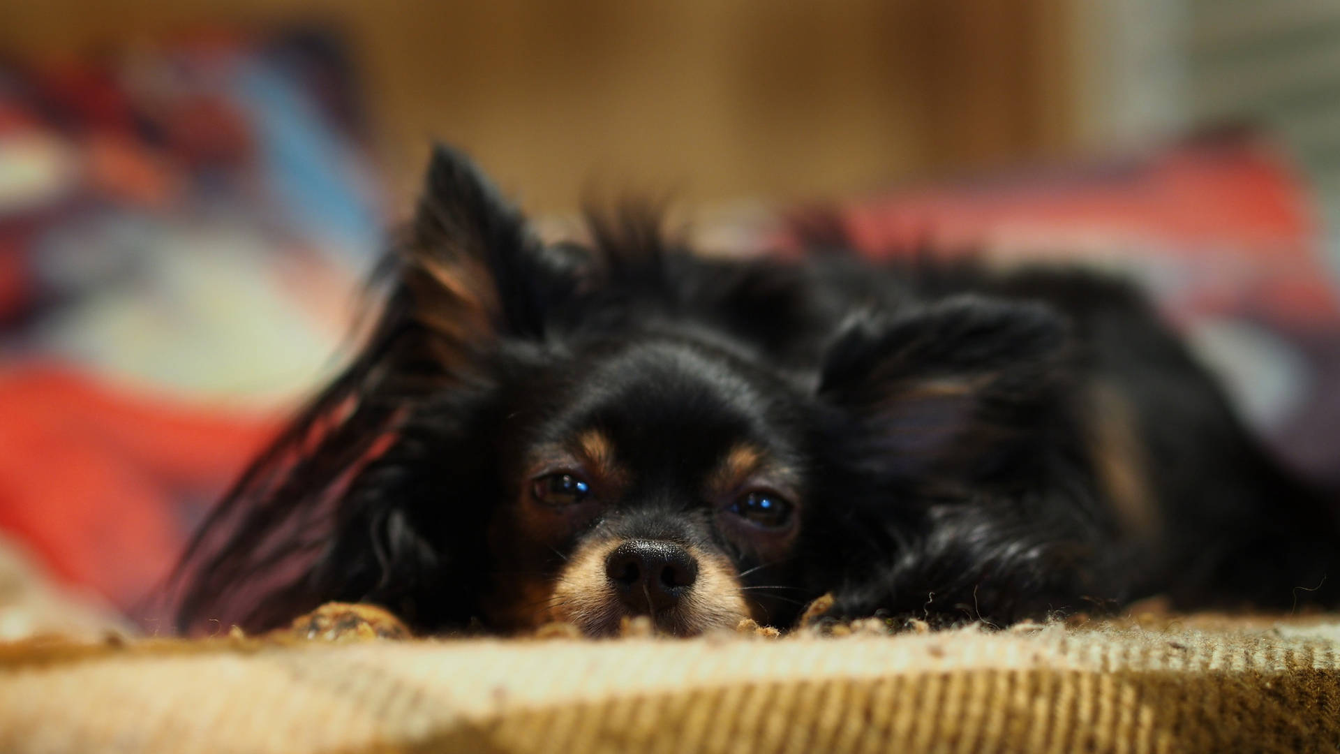 Cute Sleepy Long Haired Chihuahua Dog Background
