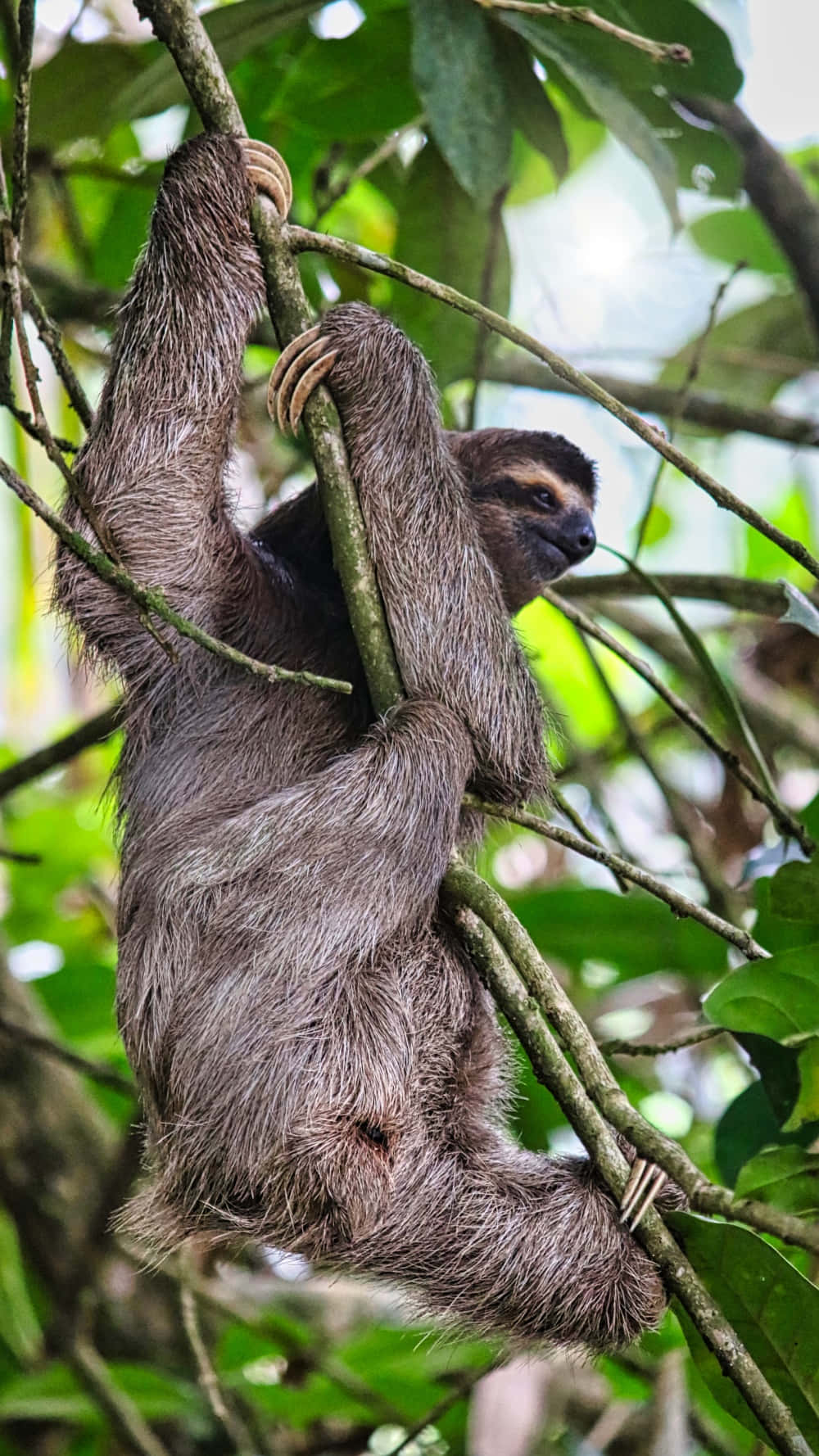 Cute Sloth Climbing Thin Branches Picture