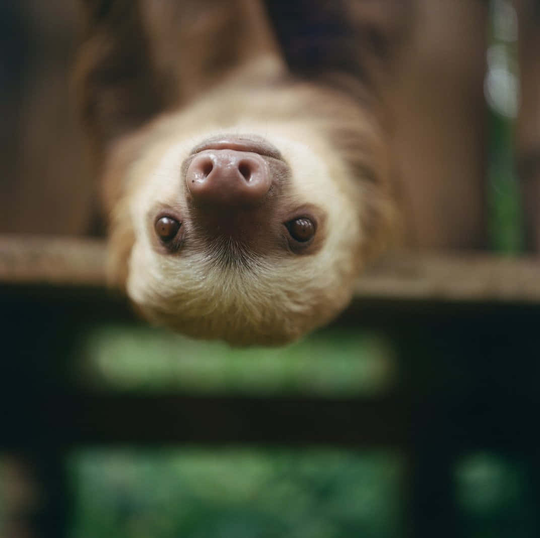 Cute Sloth Upside Down Picture