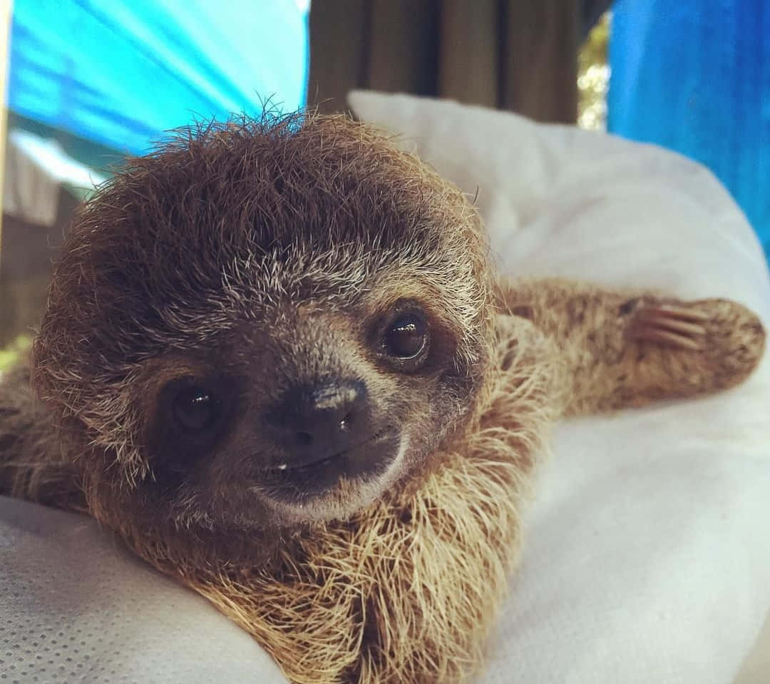 Cute Sloth Close Up Picture