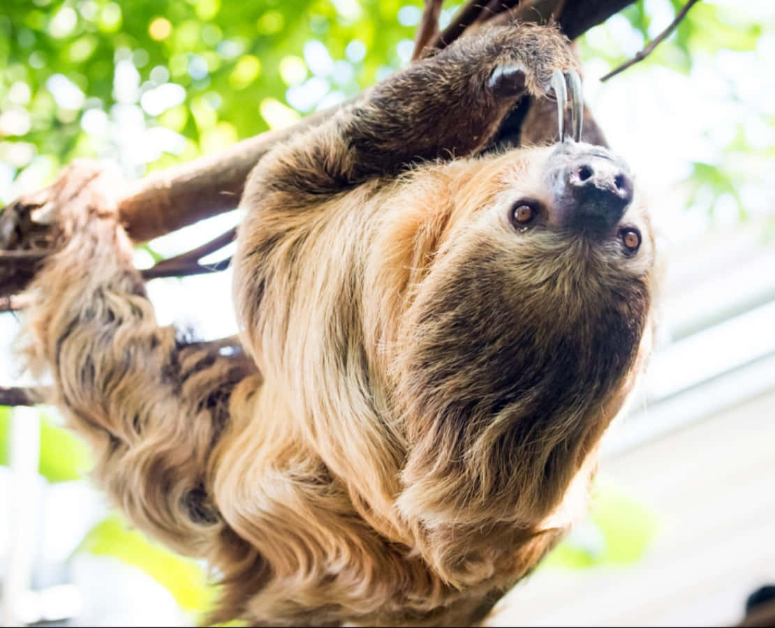 Cute Sloth Crawling Upside Down Picture