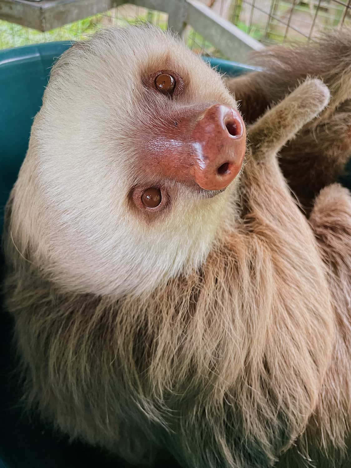 Cute Sloth With Big Nose Picture