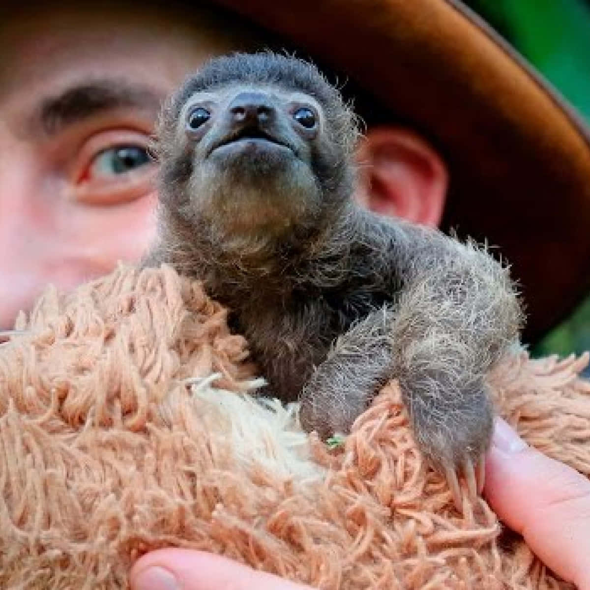 Cute Sloth On Furry Stuffed Toy Picture