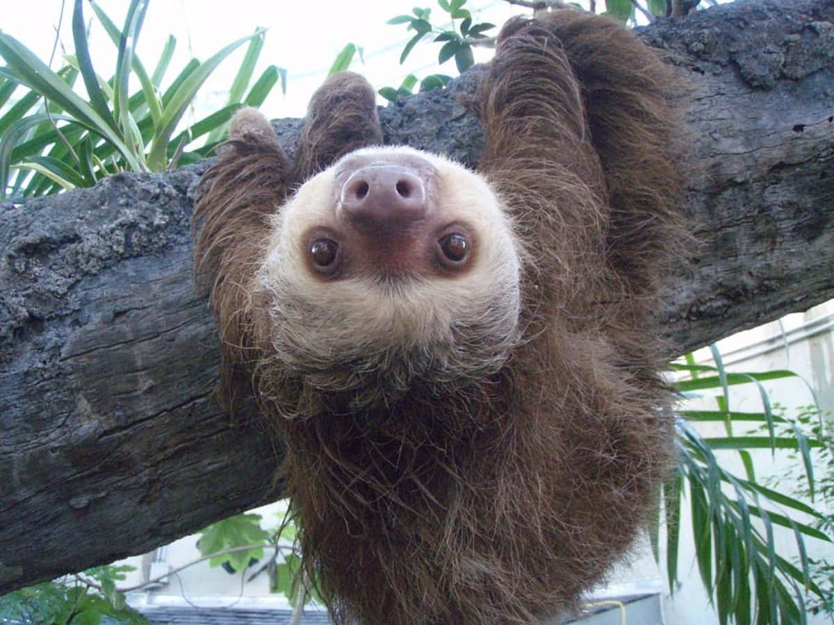 Adorable Sloth Hanging Out In Nature