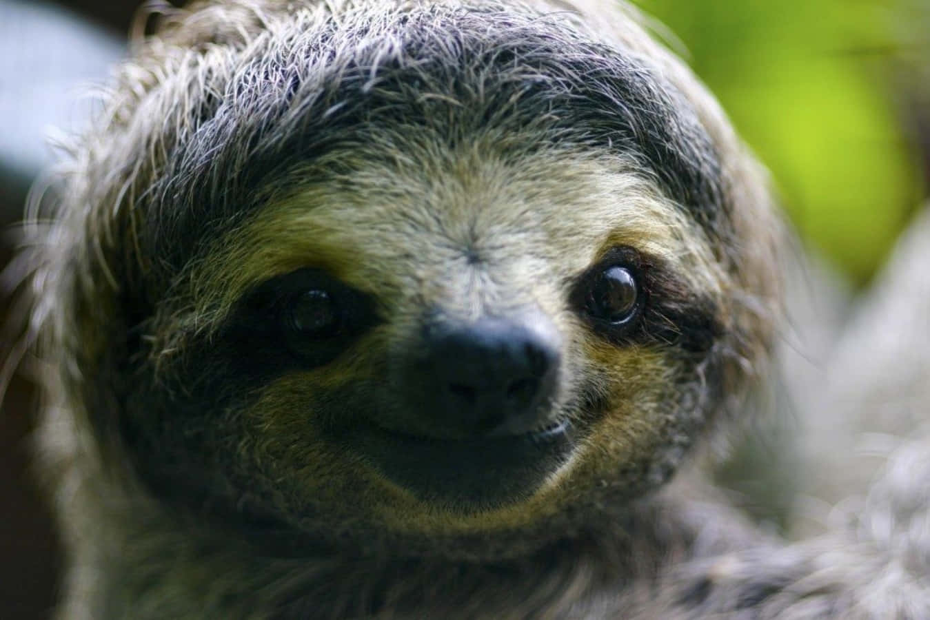Cute Sloth Smile Close Up Picture