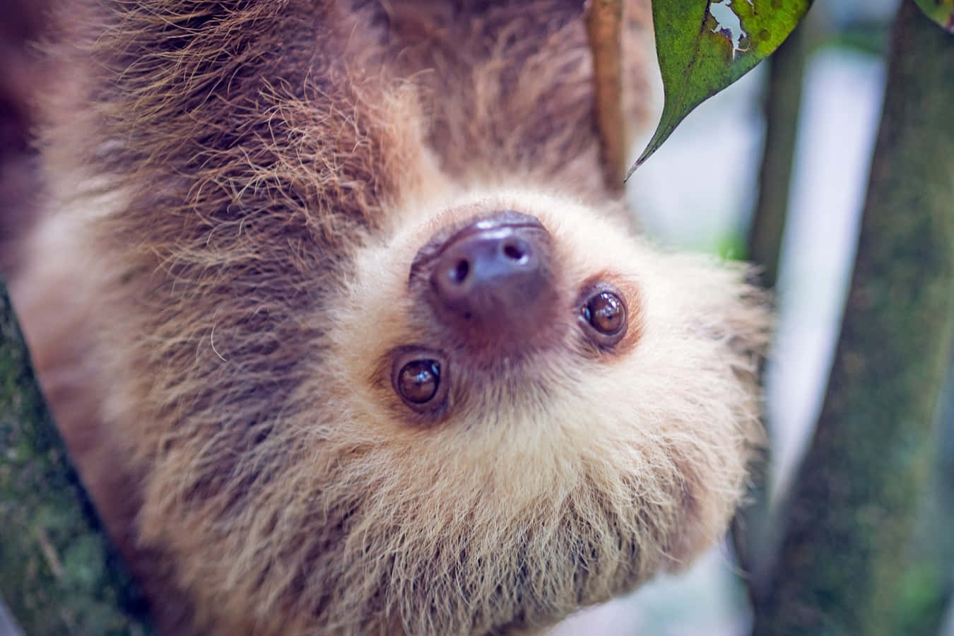 Brown Cute Sloth Close Up Picture