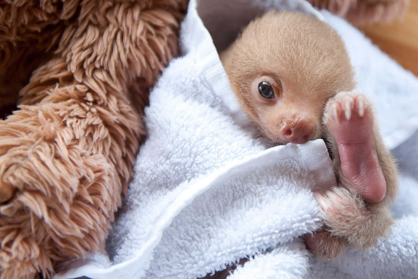 Cute Sloth Wrapped In Towel Picture