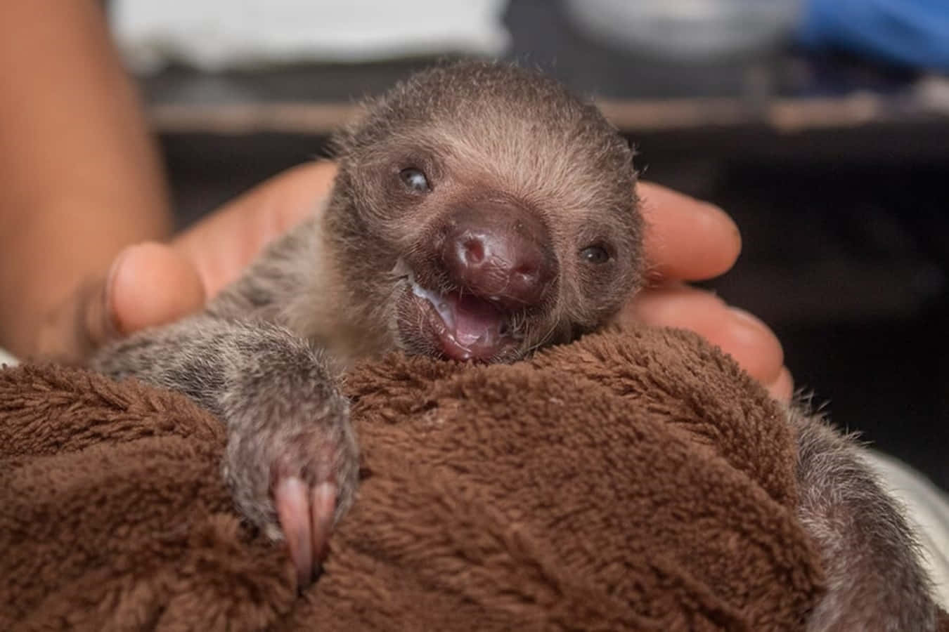 Baby Cute Sloth Hugging Brown Rug Picture