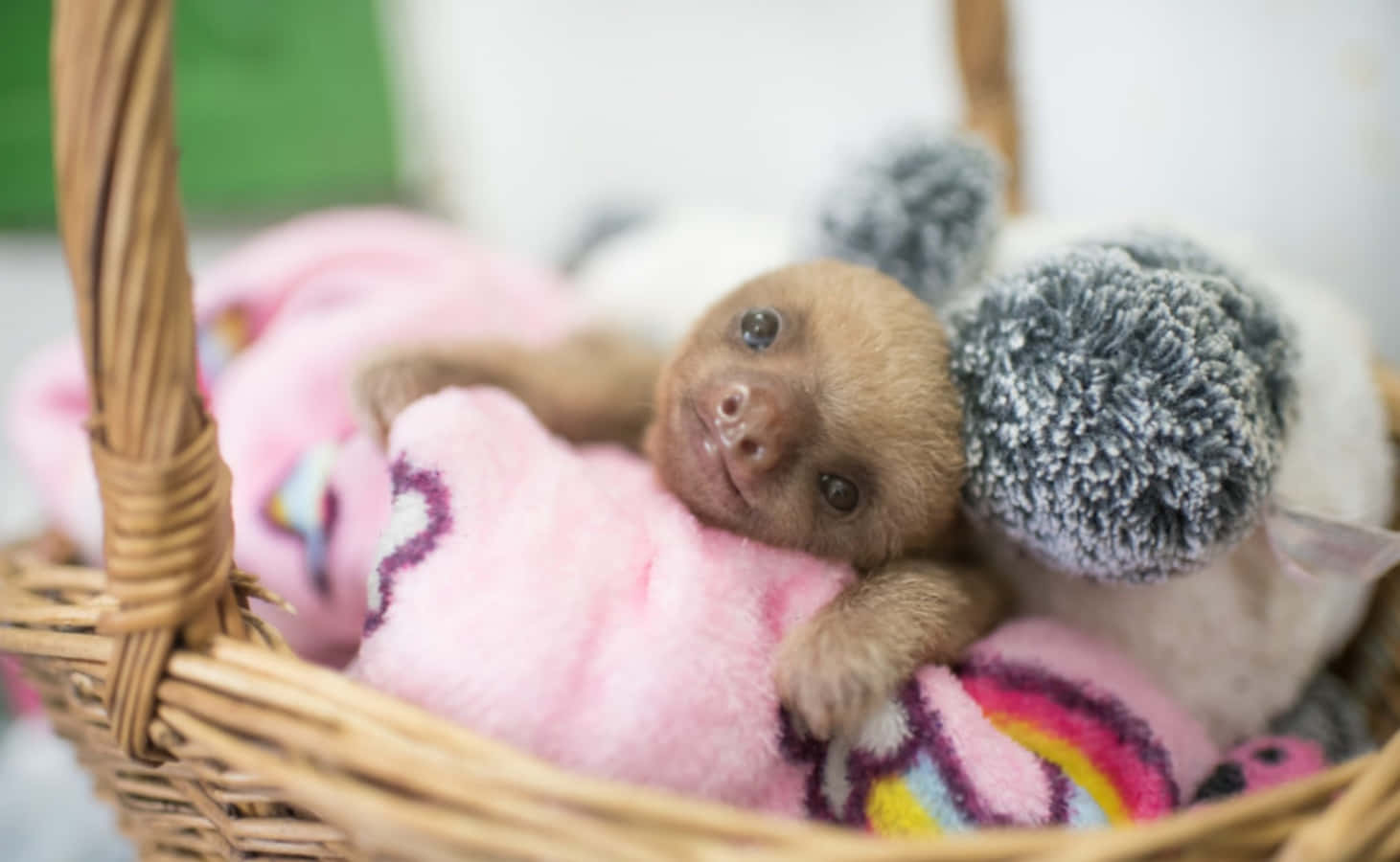 Cute Sloth In Basket Picture