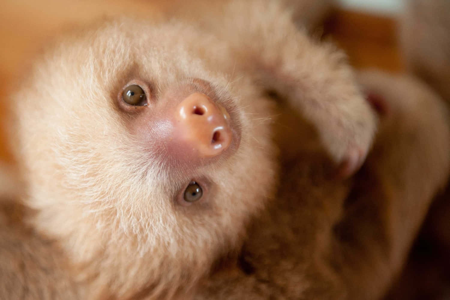 Light Brown Baby Cute Sloth Picture