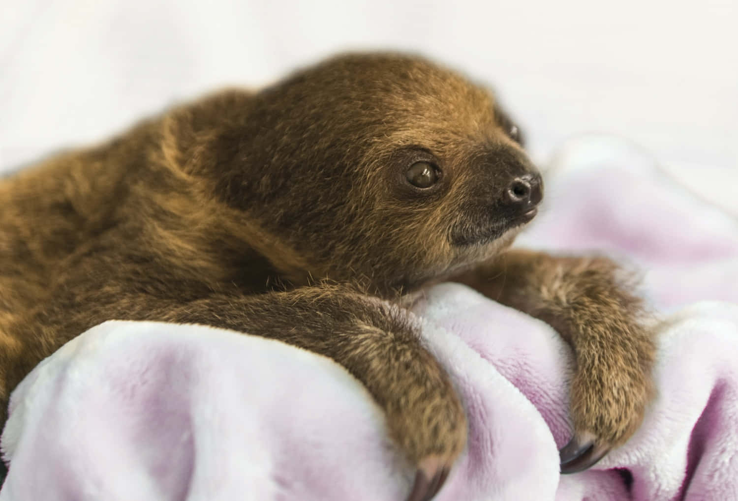 Cute Sloth On Pink Blanket Picture