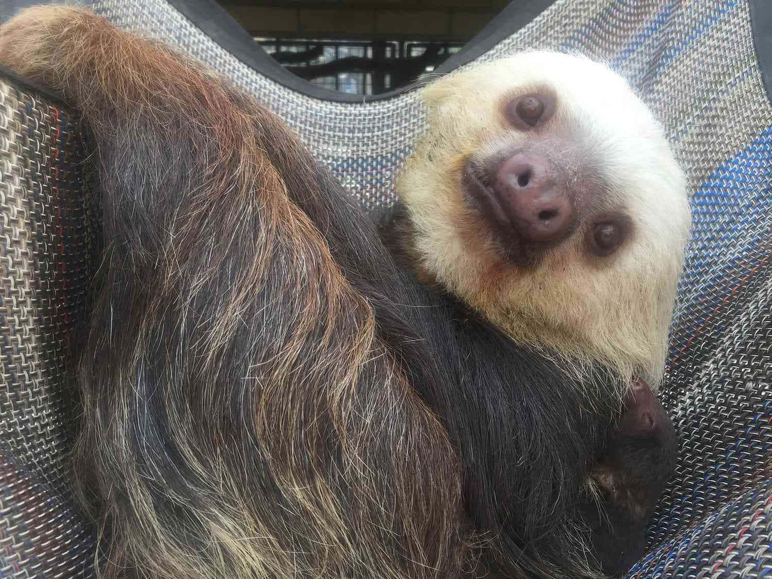 Enormtsöt Bild På En Sloth