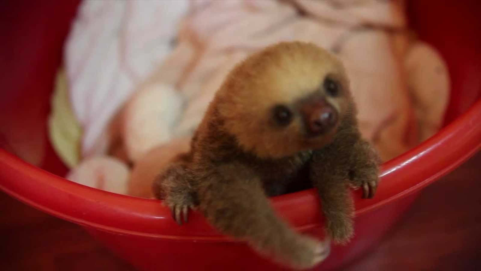 Cute Sloth Climbing Red Bucket Picture