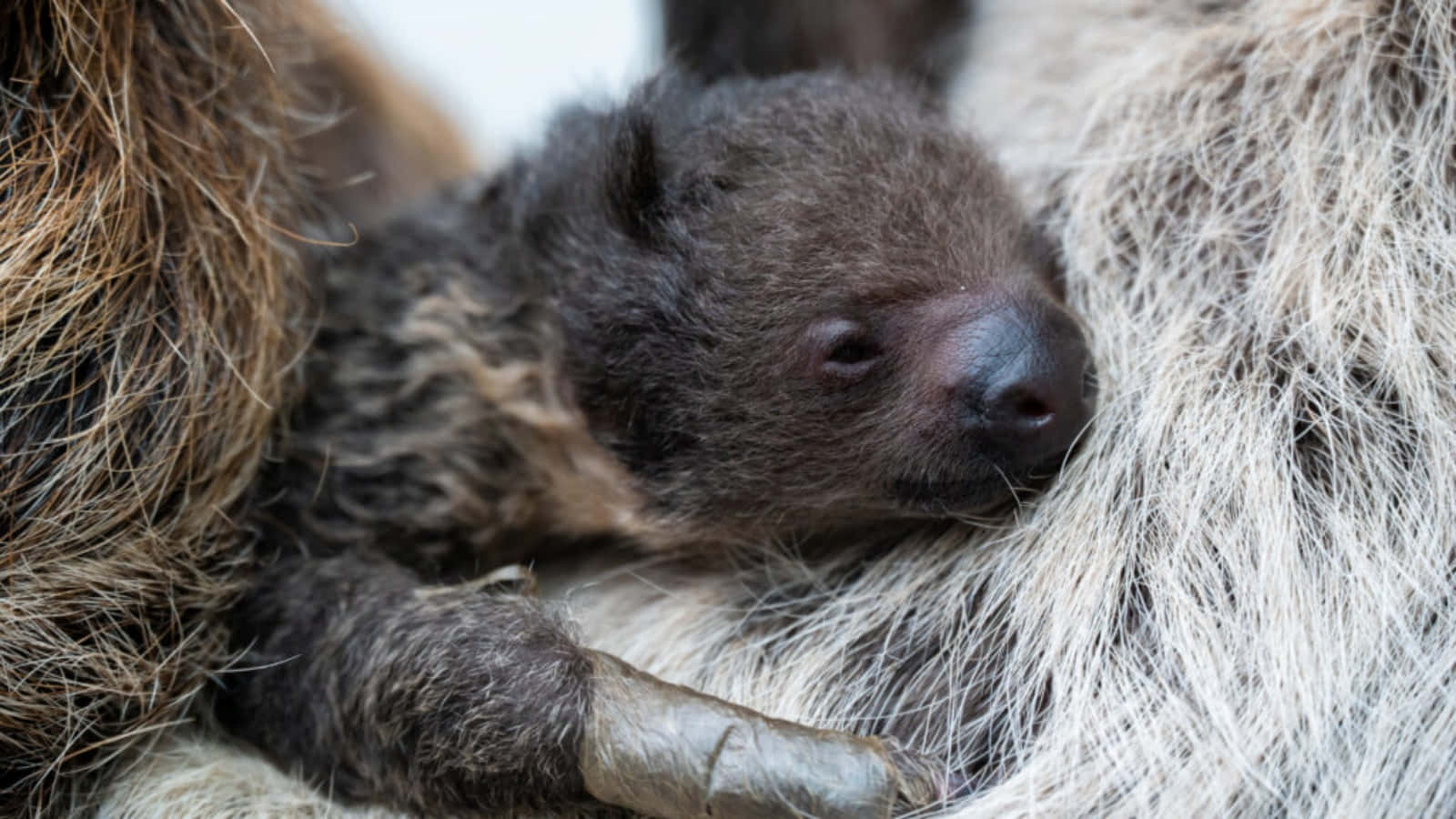 Baby Cute Sloth On Mother Fur Picture
