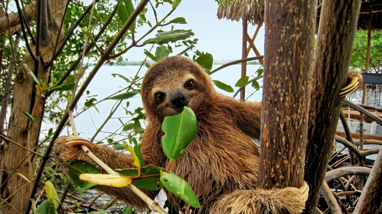 Cute Sloth Eating Leaf Picture