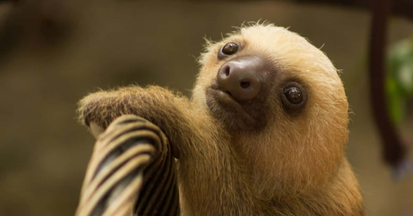 Light Brown Cute Sloth Picture